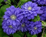 Clematis