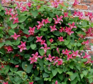 Клематис (Clematis Koningin Maxima) класс А ОКС
