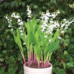 Convallaria     majalis