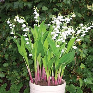 Convallaria     majalis