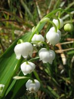 Convallaria     majalis