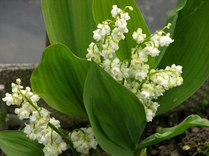 Convallaria     majalis