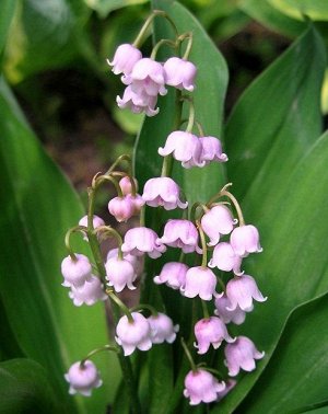 Convallaria     majalis