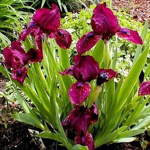 Iris pumila