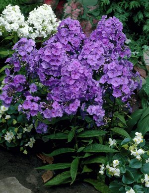 Phlox paniculata