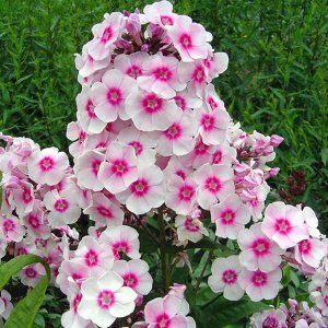 Phlox paniculata