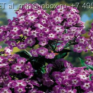 Phlox paniculata