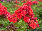 Phlox paniculata