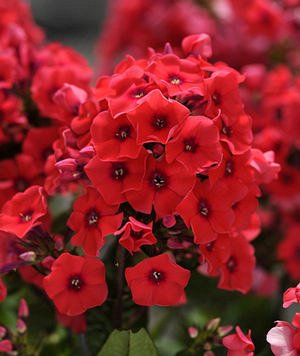 Phlox paniculata