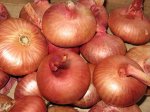Лук Россана (розовый)