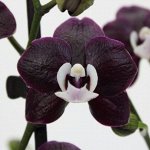 Орхидеи- саженцы. Пристрой