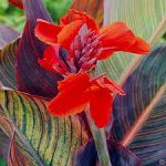 Canna Green leaf