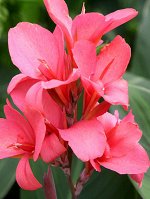 Канна Orchid
