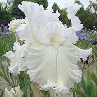 Iris germanica