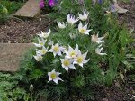 Pulsatilla vulgaris