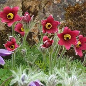 Pulsatilla vulgaris