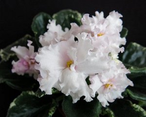 К-Озорница Белые крупные цветы с волнистым краем лепестков и ярко - розовым глазком на красивой пестролистной розетке.