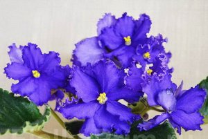 РС-Альфонс Цветы очень крупные, простые и полумахровые, насыщенно - синего цвета с пурпурной рюшкой. Розетка ровная, лист тёмно - зелёный. (2013 г.)