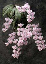 P.schilleriana x P.schilleriana wild (fragrance)