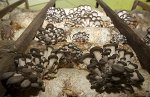 Дополнительная информация по выращиванию грибов