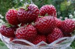 Земляника садовая Мизе (Кити) Шиндлер