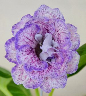 ЕС-Грейс Махровые крупные нежно - сиреневые цветы в малиновый крап и фиолетовой каймой. Куст компактный, цветонос короткий, цветение обильное. (Описание селекционера).