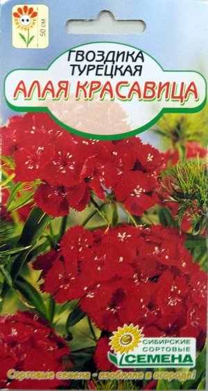 Гвоздика турецкая красавица Востока