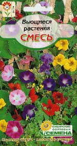 Вьюнок, смесь окрасок