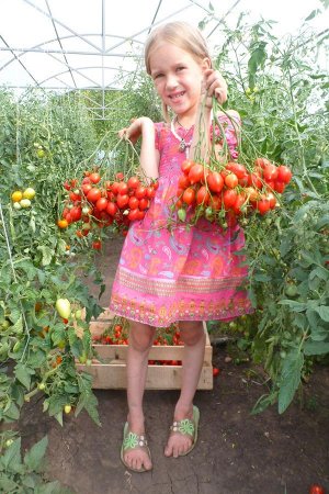 Помидоры Geranium Kiss