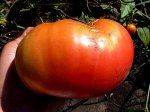 Прикаспийский Розовый или Королева всех Розовых томатов