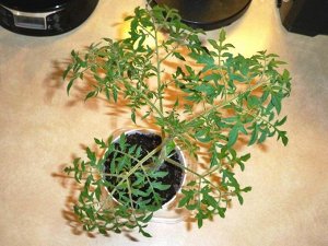 Помидоры Silvery Fir Tree — Серебристая или Голубая Ель