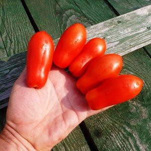 Помидом Помидоры Fingers of Naples — Дамские Пальчики из Неаполя