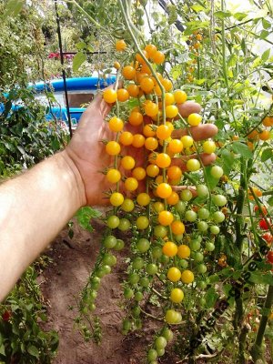 Помидом Мини Помидоры Gold Rush Currant