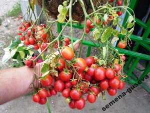 Помидом Помидоры для подвесных корзин, ампельные — Garden Pearl