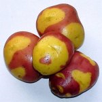Картофель Выставочный (Exhibition Potato) Cмесь Cортов