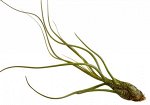 Тилландсия Tillandsia Bulbosa