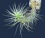 Tillandsia Heteromorpha