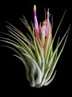 Tillandsia Ionantha Scaposa