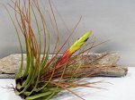 Tillandsia Melanocrater