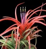 Tillandsia Multiflora