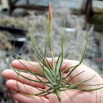 Tillandsia Schiedeana