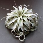 Tillandsia Xerographica