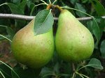 Груша Приморская красавица