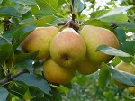Груша Вильямс Приморский