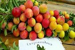 Слива Скороплодная