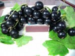 Смородина черная Уссури