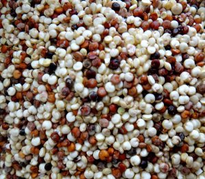Киноа (Quinoa) — Зерновая Лебеда — Смесь Раннеспелых Сортов
