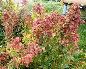 Киноа (Quinoa) — Зерновая Лебеда — Смесь Раннеспелых Сортов
