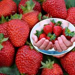 Клубника Сан Андреас