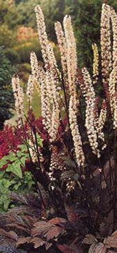Actaea = Cimicifuga ramosa